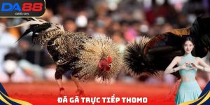 Đá Gà Trực Tiếp Campuchia