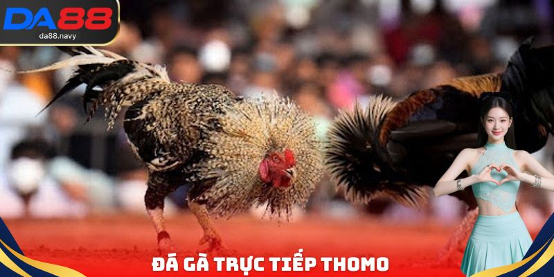 Đá Gà Trực Tiếp Thomo